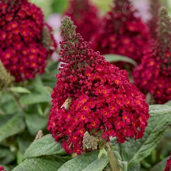 Будлея Little Ruby р9