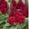 Будлея Little Ruby р9