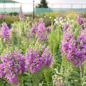 Вероніка колосиста Purple Explosion р9