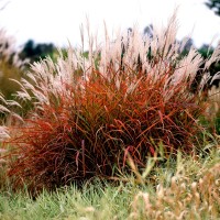 Міскантус Roter Pfeil