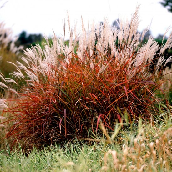 Міскантус Roter Pfeil