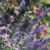 Непета Picture Purfect р9