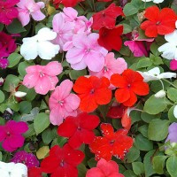 Флокс Subulata мікс p9 