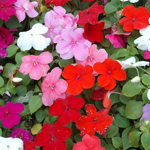 Флокс Subulata мікс p9 