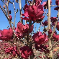 Магнолія Суланжа Клеопатра