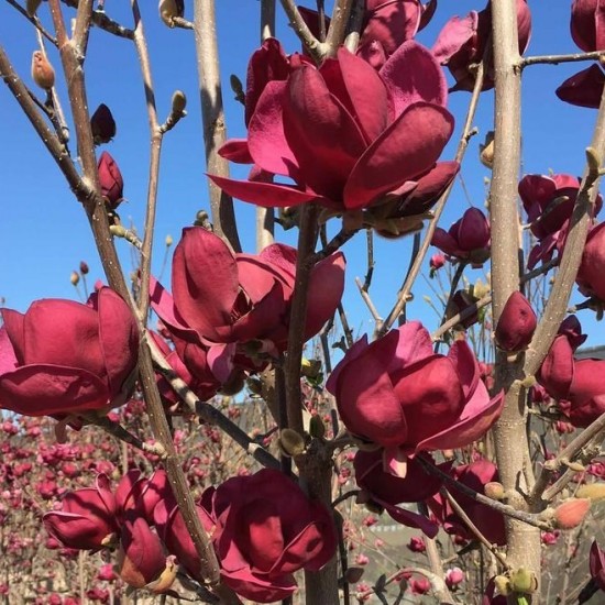 Магнолія Суланжа Клеопатра