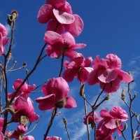 Магнолія Фелікс Джурі