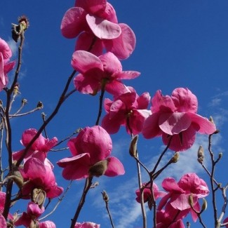 Магнолія Фелікс Джурі