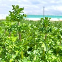 М'ята Crispa р9