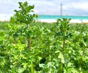 Пряні трави