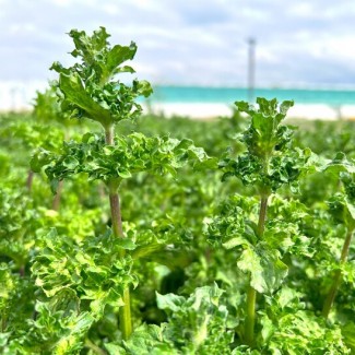 М'ята Crispa р9