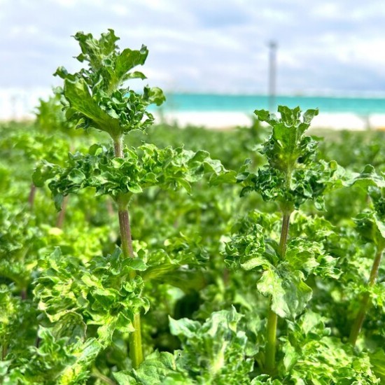 М'ята Crispa р9