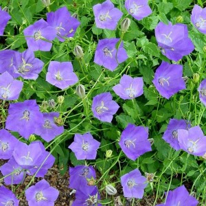 Камапнула carpatica Carillon Blue р9