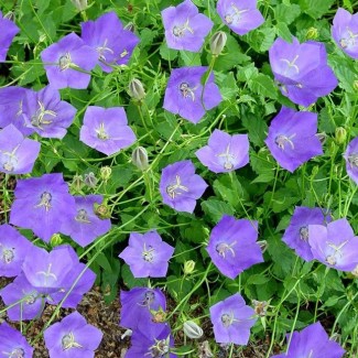 Камапнула carpatica Carillon Blue р9