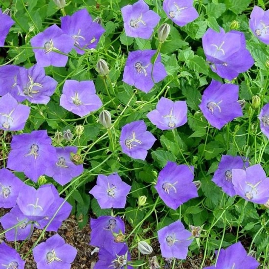 Камапнула carpatica Carillon Blue р9