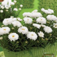 Леукантемум OOh La Laspider р9