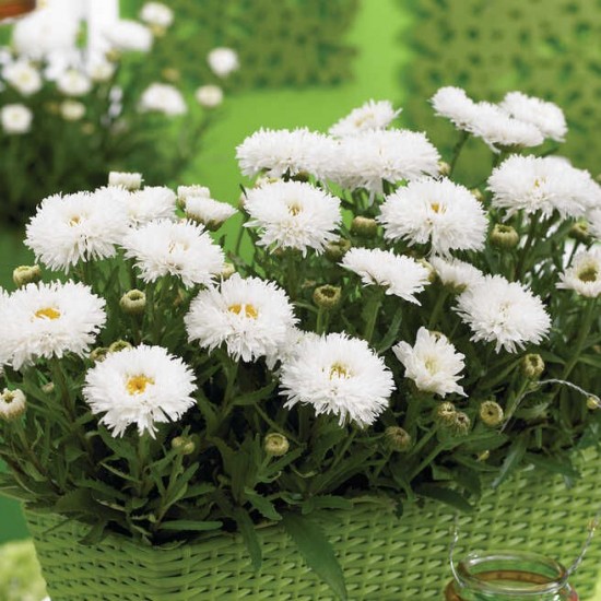 Леукантемум OOh La Laspider р9