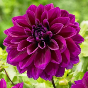 Жоржина Labella Medio Piccolo Purple р9