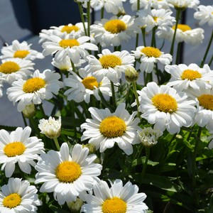 Леукантемум Sweet Daisy Izabel р9