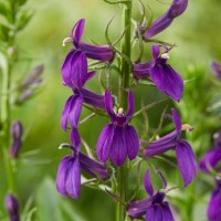 Лобелія Starship Blue р9