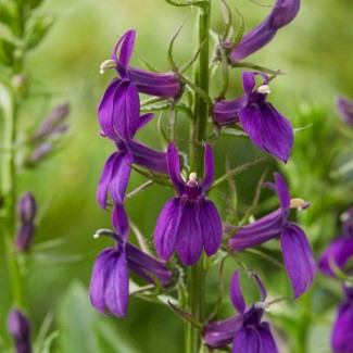 Лобелія Starship Blue р9