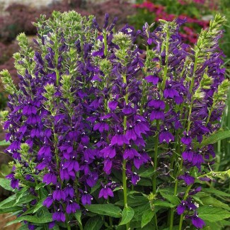 Лобелія Starship Blue р9