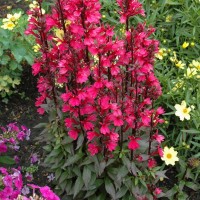 Лобелія Starship Rose р9