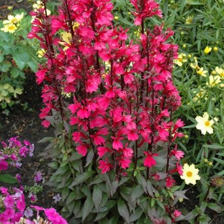 Лобелія Starship Rose р9