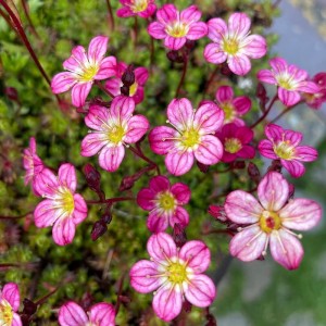 Ломикамінь Gregor Mendel p9