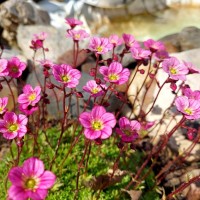 Ломикамінь Gregor Mendel p9