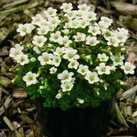 Ломикамінь Weisser Zwerg p9