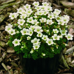 Ломикамінь Weisser Zwerg p9