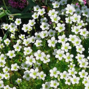 Ломикамінь Weisser Zwerg p9