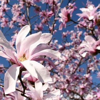 Магнолія Rosea 