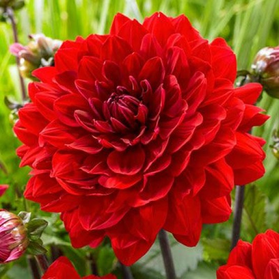 Жоржина Labella Medio Red р9