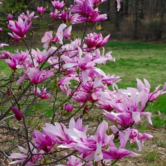 Магнолія Бетті