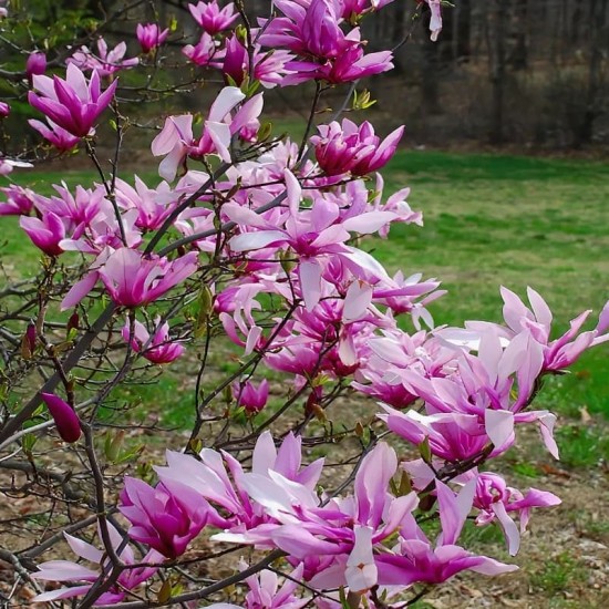 Магнолія Бетті