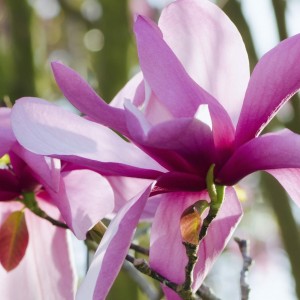 Магнолія Бетті