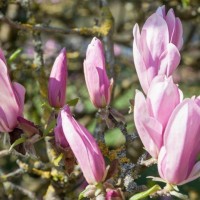 Магнолія Джордж Хенрі Кйорн