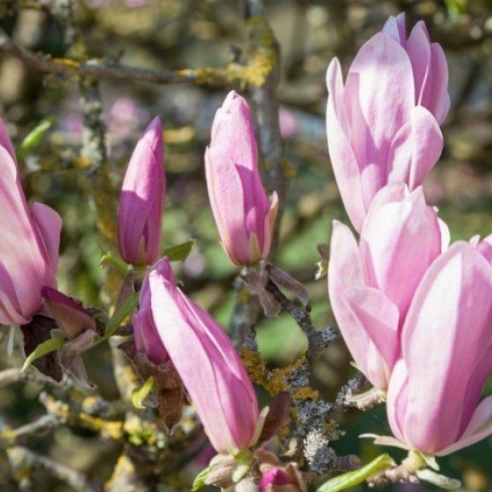 Магнолія Джордж Хенрі Кйорн