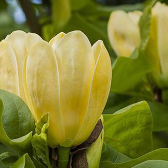 Магнолія Жовта пташка 2-ох річна