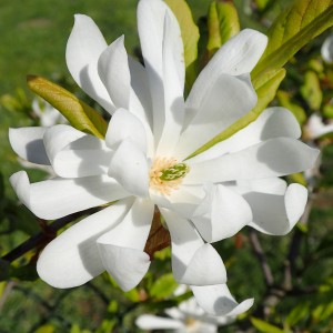 Магнолія зіркова Стелата 2-річна