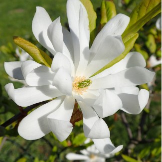 Магнолія зіркова Стелата 2-річна