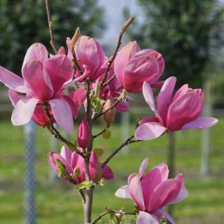 Магнолія Імператор