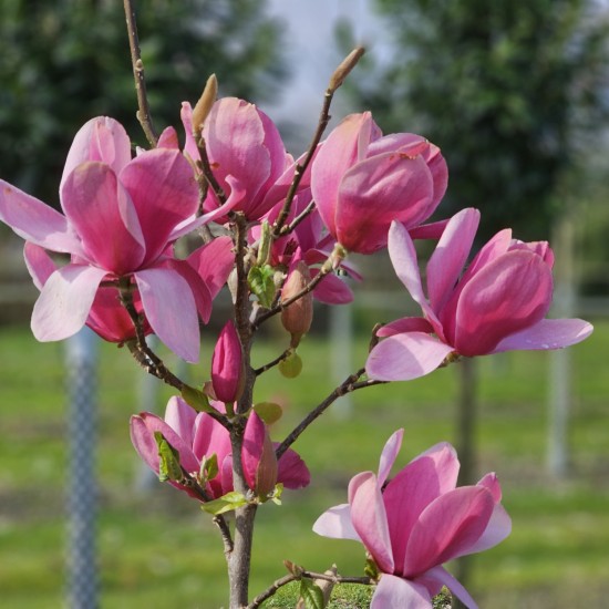Магнолія Імператор
