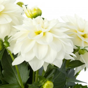 Жоржина Labella Medio White р9