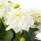 Жоржина Labella Medio White р9