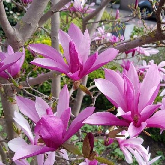 Магнолія Імператор