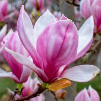 Магнолія Кавун