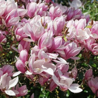 Магнолія Кавун